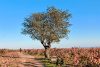 visite touristique rivesaltes